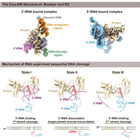 dna cleavage|Structural RNA components supervise the sequential DNA .